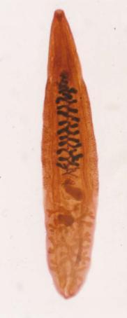 例春节聚餐这口“鲜”可能让它找上门！pg模拟器电脑版发现多例本地感染病(图1)